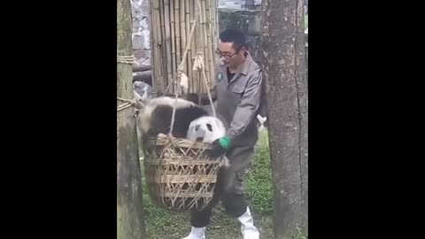 Cute Animals - Cute Baby Panda Videos Compilation