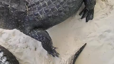 Man among crocodiles