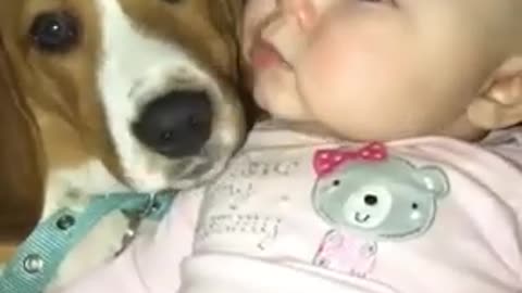 Cute baby and dog lick each other in the mouth,#short video