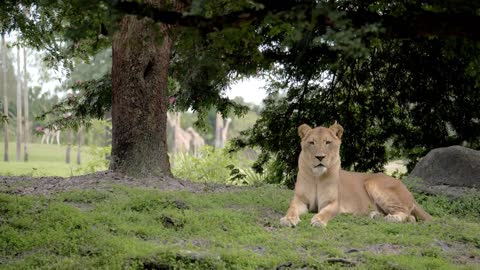 Beautiful Lion Resting at Zoo, Close Up, Slow Motion Lioness Captivity