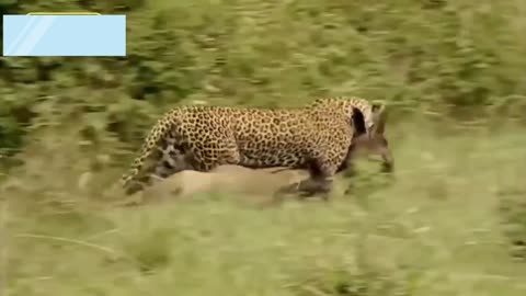 Most Amazing Big Cats Hunting Attack Compilation Cheetah Lions Jaguar Leopard ! Best Animal Home