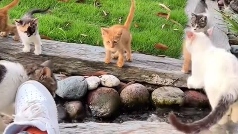 Funny and Cute Cats Videos #397