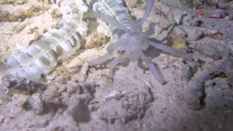 Bizarre alien-like animal wanders sea floor by night