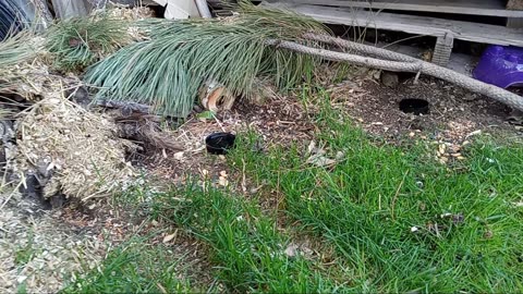 New Tiny Baby Gerbil Outside