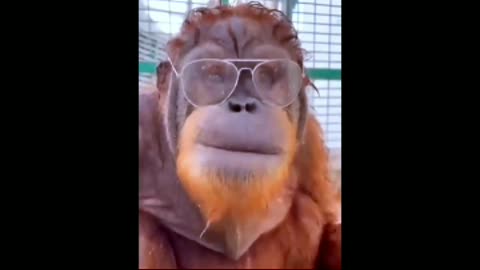 Funny monkey animal /shorts video