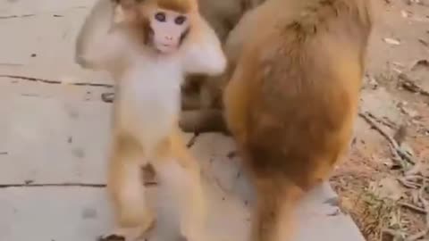 monkey dance, wildlife animals ,dance animals videos