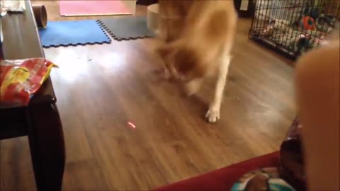 Dog and Cat Reaction to Laser Pointers - Funny Animal Reaction Videos