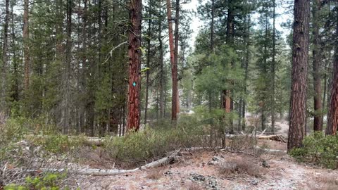 Vivid Snowy Forest – Central Oregon – Edison Sno-Park