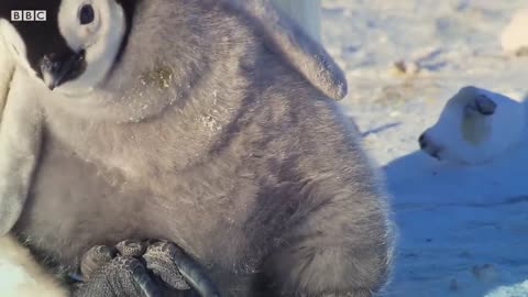 Baby Penguin Tries To Make Friends | Snow Chick: A Penguin's Tale | BBC Earth