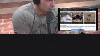 Joe Rogan Experience Clips