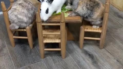 Three Bunnies eating together on their dining table