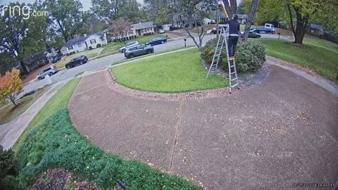 Falling Tree Branch Swings into Ladder