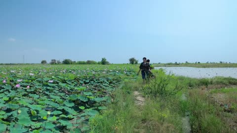 Harvest Lotus root and pick fruit for cooking