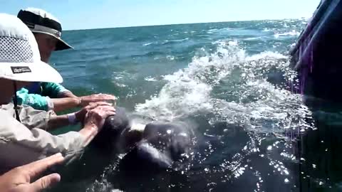 Friendly gray whales