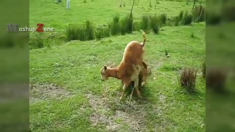 Top 10 Funny Goat Videos - Funniest Goats [BEST OF]