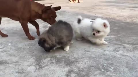 Cute pupies