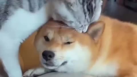 Unbelievable video of a cat and a dog friendship You won't believe what happened