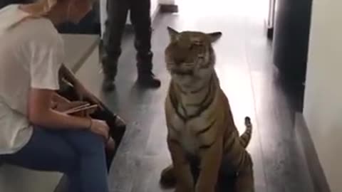 These people are keeping a tiger as a house pet