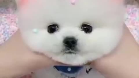 A cute lovely dog puppy