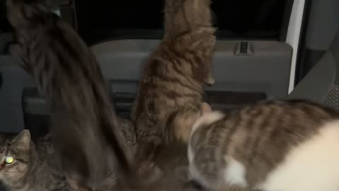 Coming Back to Find Your Truck Filled With Cats