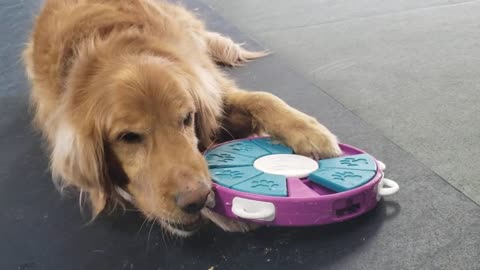 Remi working on a treat puzzle