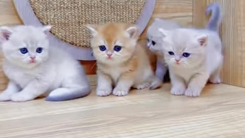 Adorable Kittens #shorts #kittensmeowing #catvideos