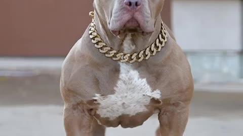 Pitbull dog lovers WhatApps status| Pitbull🥶🥶#shorts