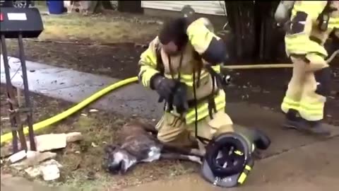 A firefighter saves the life of a helpless dog after it is found in thick smoke inside a house..