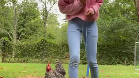 Koa the chicken practicing between the legs tricks