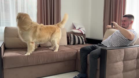 Golden Retriever and His Mom Playing Hide and Seek