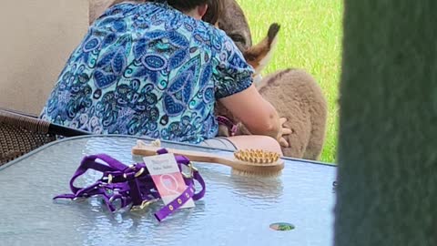 Mama loving her miniature donkey fur baby