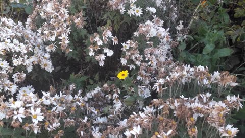 When you are Calendula in a crowd of Chrysanthemums