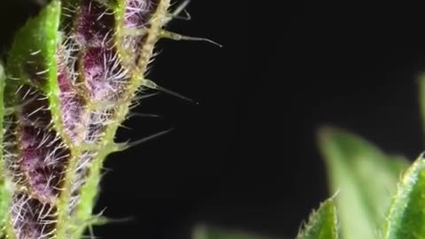 Satisfying Macro - Plant Macro