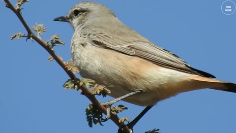 A bird standing over a tree branch