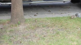 Squirrel climbing to get food