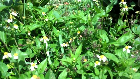 South Florida wildflowers butterfly garden with Shepard Needles favorite of White Peacock butterfly.