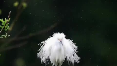 snowy heron