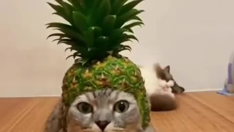 Cat funny video