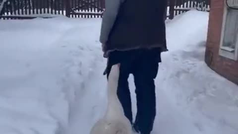 Goose Happy To See Grandma