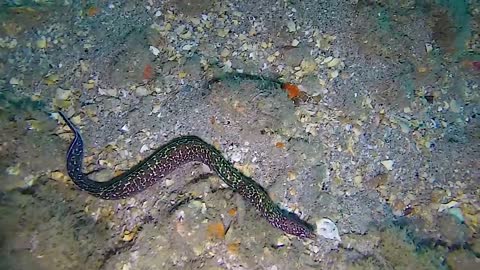 Scuba Diving the Blue Heron Bridge