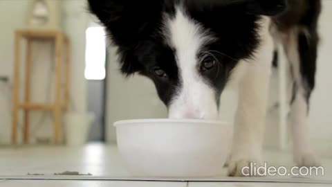 dog drinking water at home