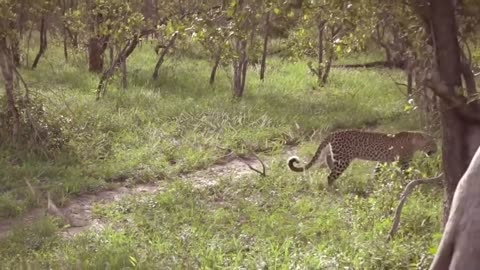 Leopard vs Monitor Lizard Real Fight Hungry Leopafd Hunt Lizard But Fail Most Amazing Attock