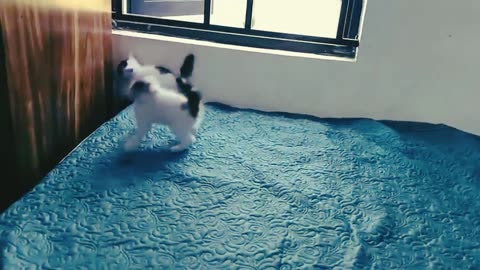 Cute cats baby to playing with bed,,amazing clip