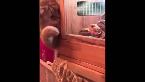 Funniest Animals - Best Of The 2023 Funny Animal Videos