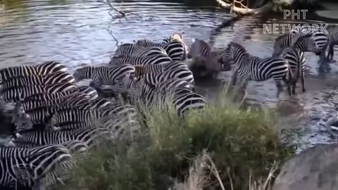 Terrible Massacres Of Giant Crocodiles On Banks Of Amazon River - Rare Movie About Crocodiles