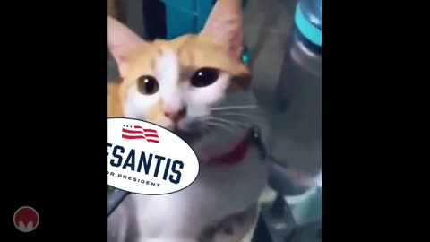 Cats hate Ron DeSantis