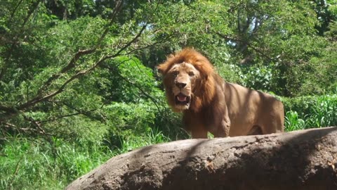 Cheeta,lion walking without any fear as king