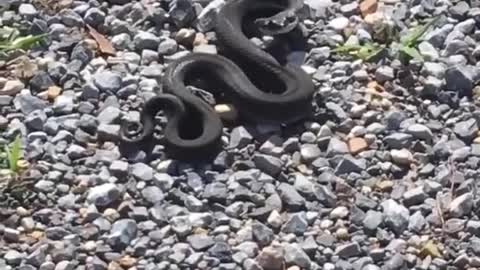 Eastern Hognose Snake going for an Oscar