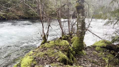 Exploring the GORGEOUS Area Around the Top of Sahalie Falls – Central Oregon – 4K