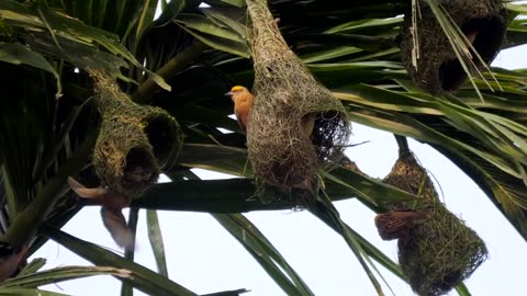 Male baya weaver birds